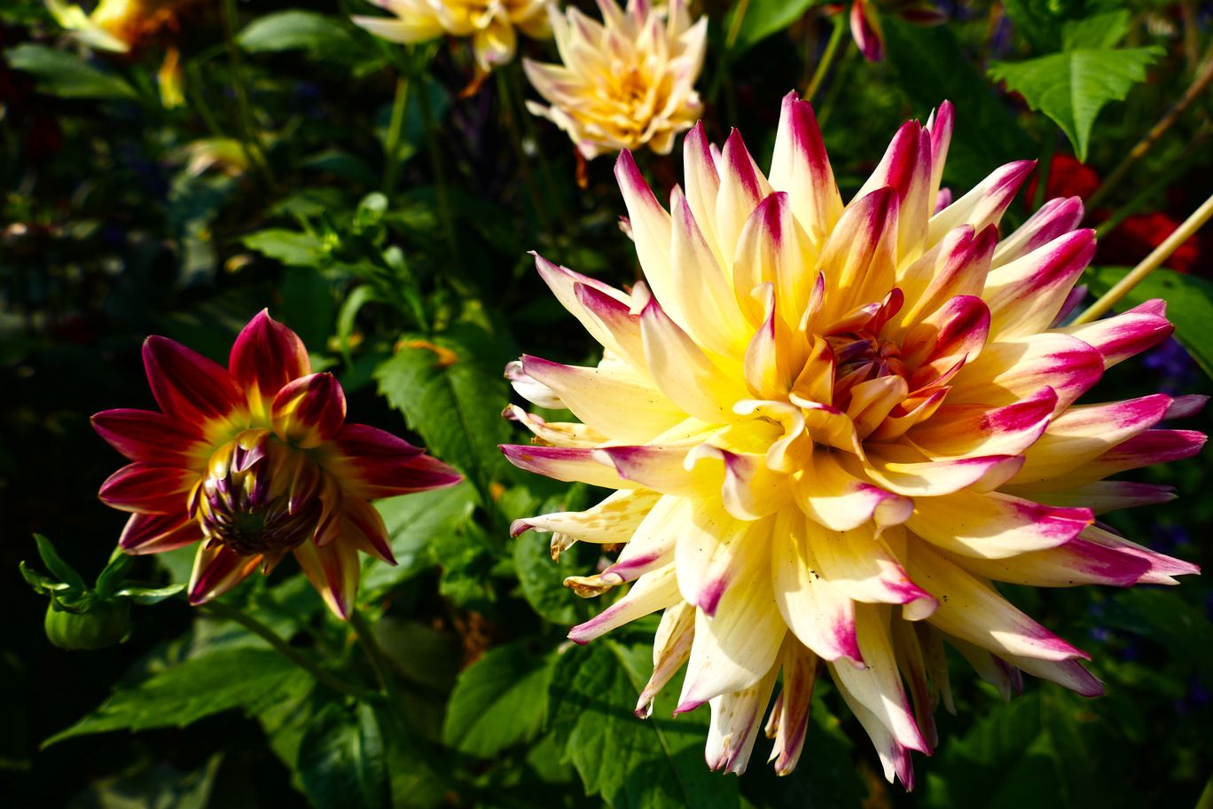 Berlin_Britzer_Garten_2021_09_26_133009_P1080861.JPG