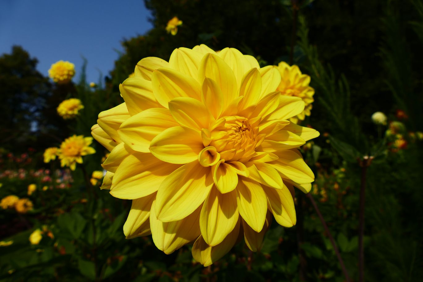 Berlin_Britzer_Garten_2021_09_26_134112_P1080875.JPG