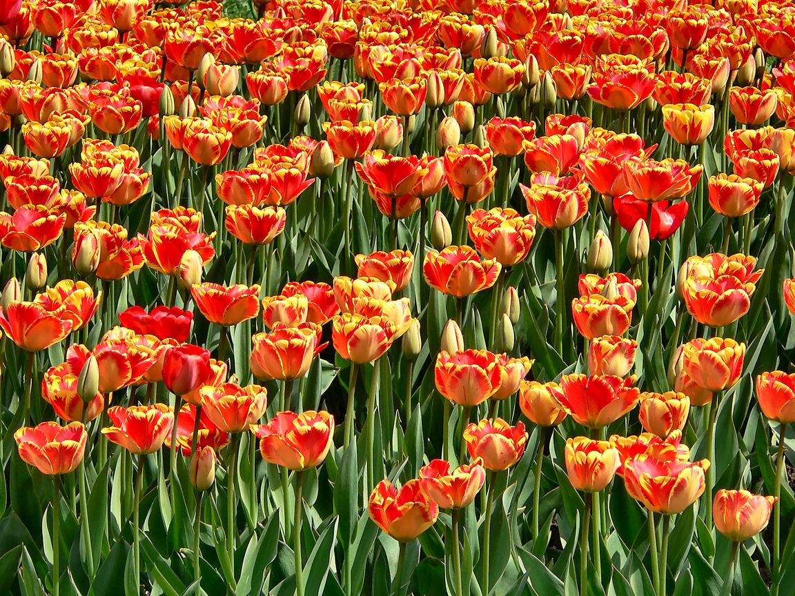 Berlin_Tulipan_2008_04_27_133140_P1090448.jpg