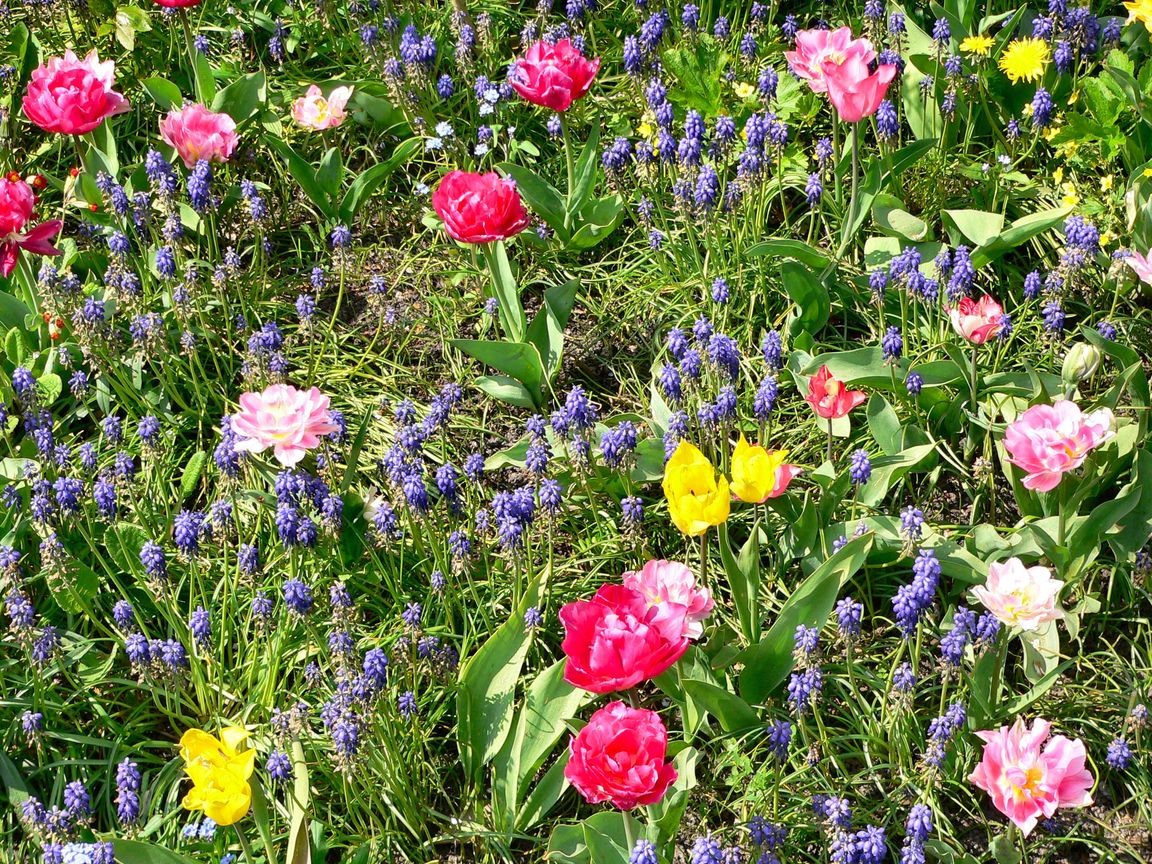 Berlin_Tulipan_2008_04_27_134758_P1090462.jpg