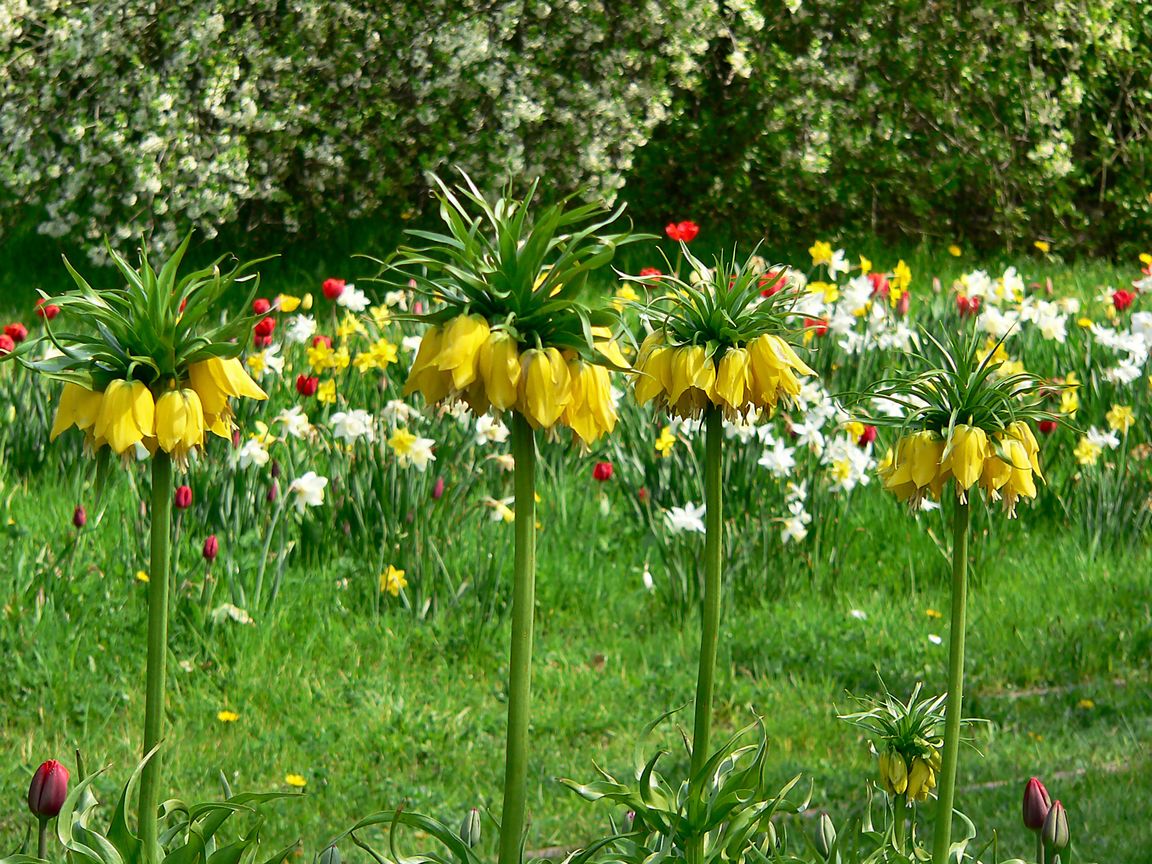 Berlin_Tulipan_2008_04_27_143046_P1090495.jpg