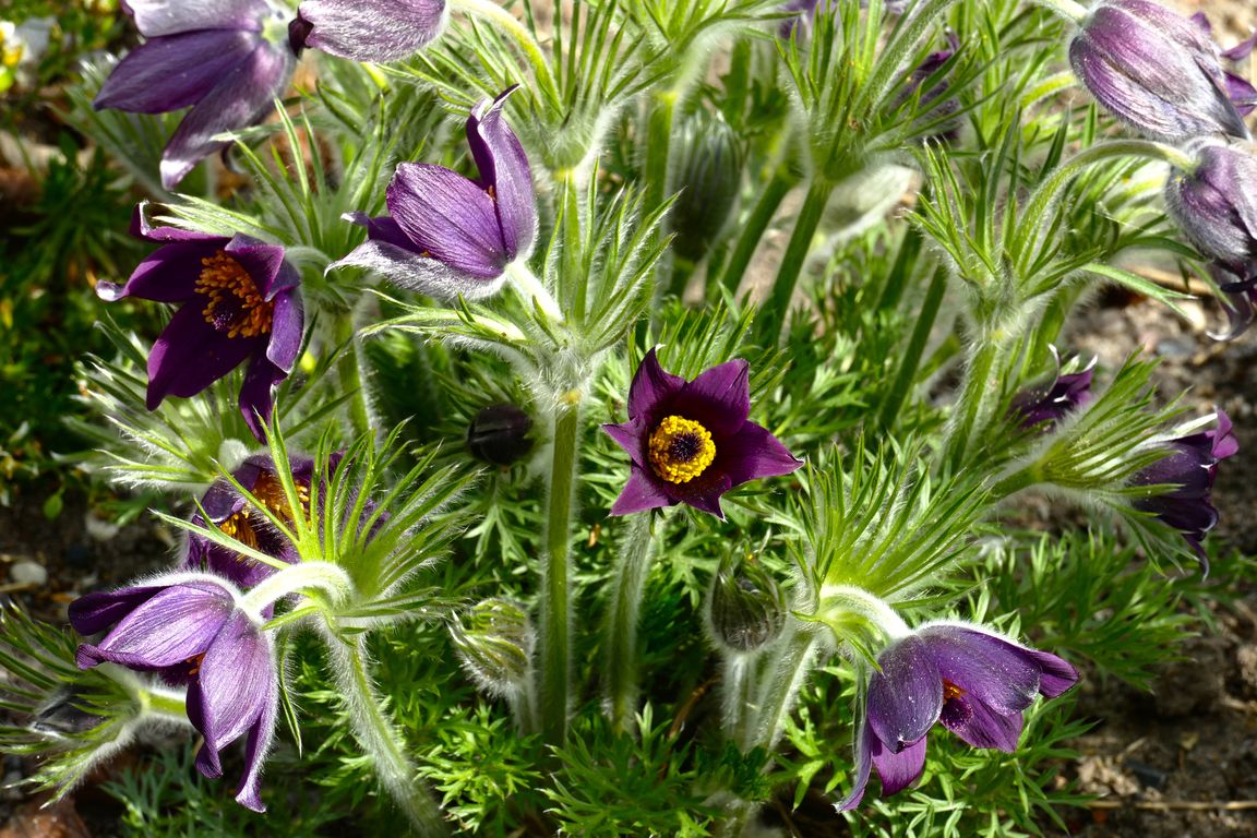 Berlin_Britzer_Garten_2021_04_25_153304_P1070327.jpg