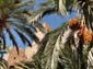 1137_Andalusien_2017_10_08_134521_DSC08230