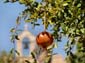 1143_Andalusien_2017_10_08_122941_DSC08217
