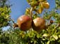 1188_Andalusien_2017_10_08_122702_DSC08215