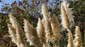 1196_Andalusien_2017_10_11_161725_DSC08369
