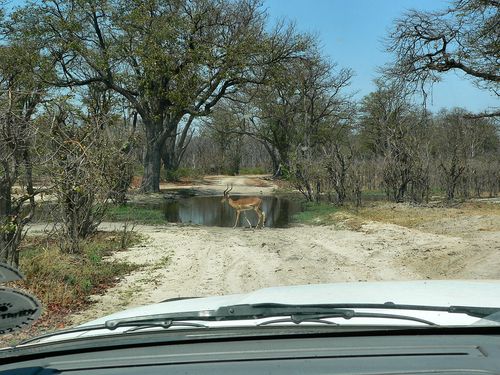 1147_Botswana_20071003-110218_P1080724.jpg