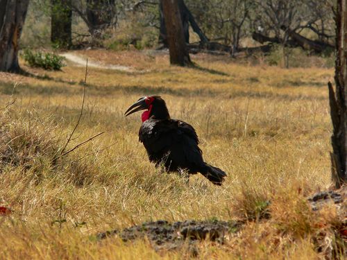 1151_Botswana_20071004-093514_P1080764.jpg