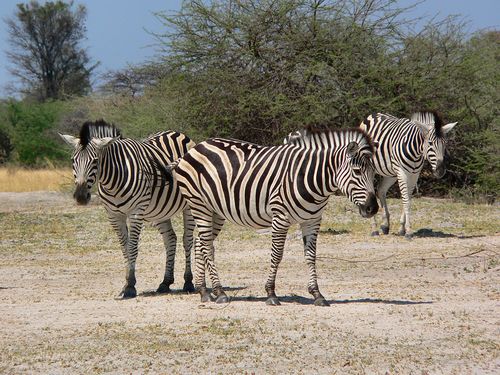 1153_Botswana_20071004-101322_P1080769.jpg