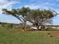 1239_Botswana_20071018-073142_P1090351