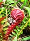1298_Brasilien_20061121_135540_P1060279