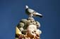 1618_Deutschland_Oesterreich_2021_08_31_172048_P1080484