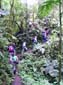 162_059_Bergnebelwaldexkursion