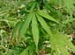 1743_Jamaika_2017_05_01_120106_DSC07601