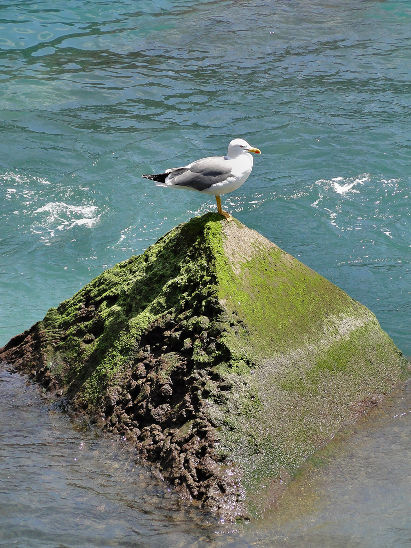 1023_20100325_130926_La_Palma_DSC01743