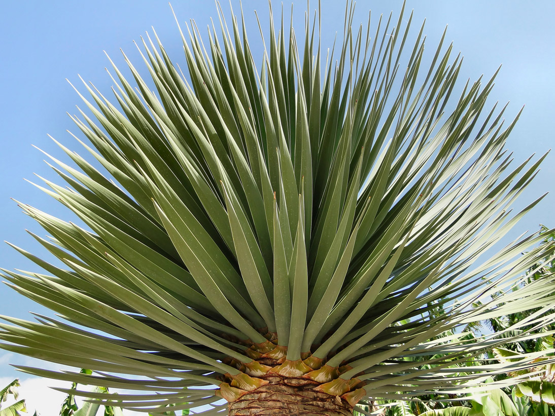 1032_20100325_140504_La_Palma_DSC01760