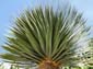 1032_20100325_140504_La_Palma_DSC01760