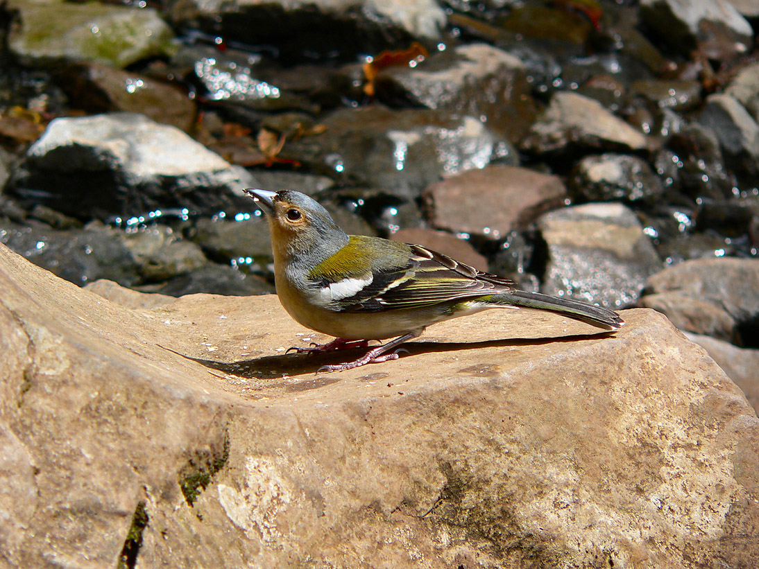 1087_Madeira_2006_P1040673