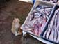 1219_Marokko_2013_11_14_101405_DSC00221
