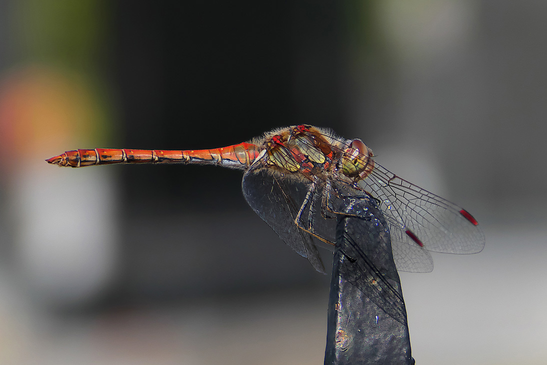 1142_Montenegro_20250930_150842_P1034099