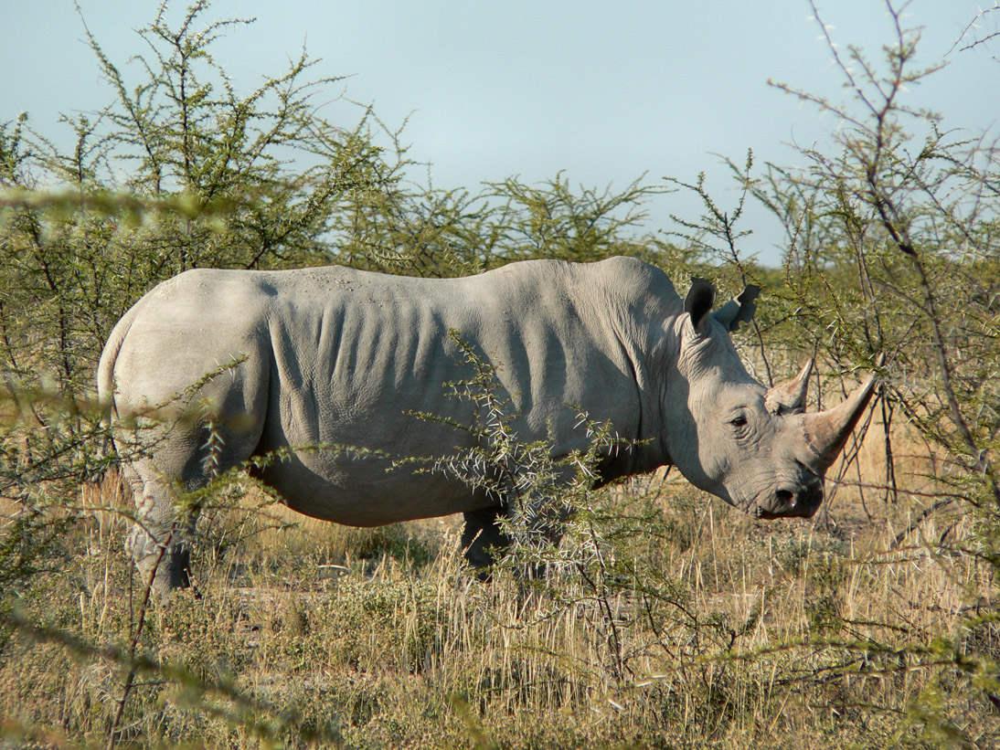 0328_0326_Namibia-050514-155942_P1020020
