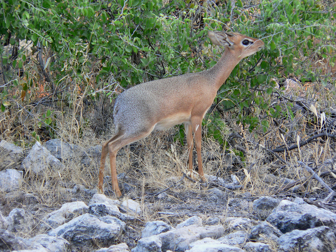 0380_0376_Namibia-050515-165928_P1020300