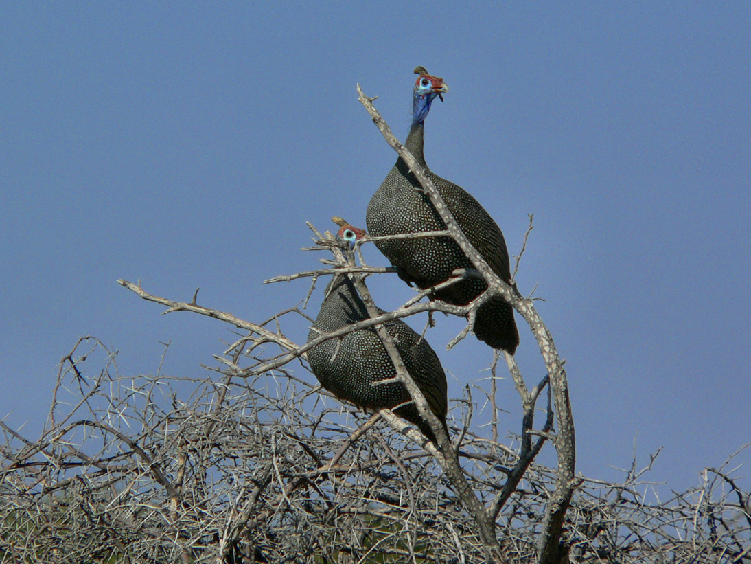 0386_0385_Namibia-050516-091614_P1020373