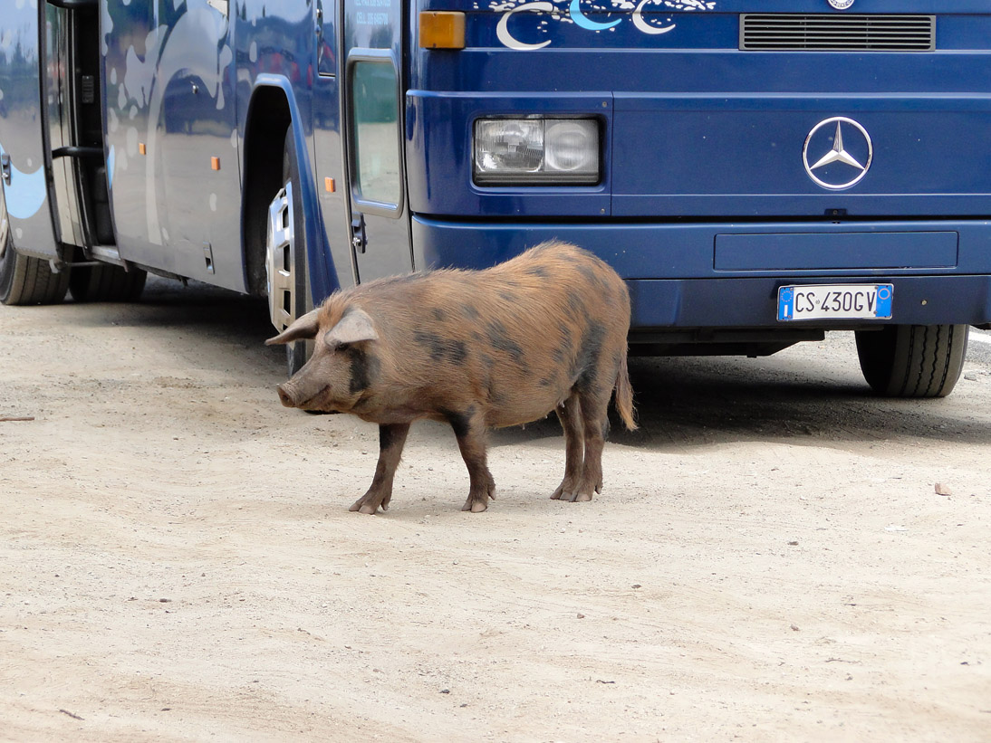 1026_20110602_145946_Sardinien2011_DSC04087