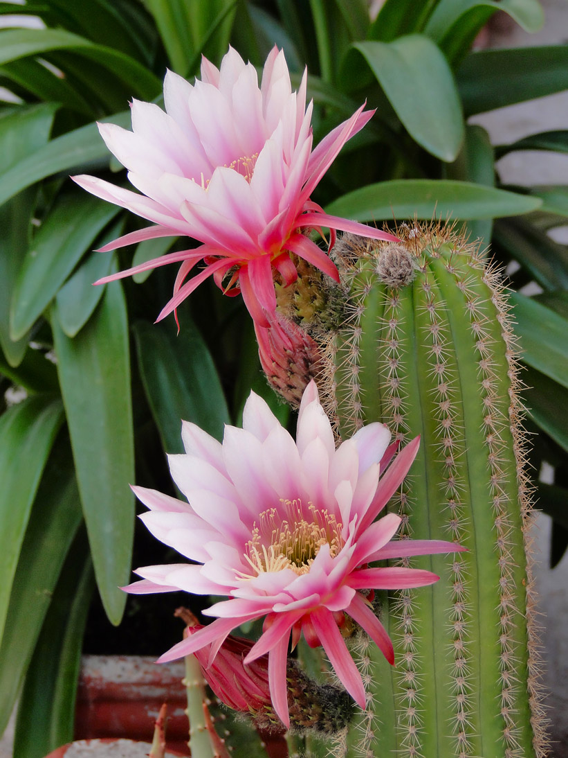 1077_20110613_131140_Sardinien2011_DSC04255