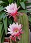 1077_20110613_131140_Sardinien2011_DSC04255