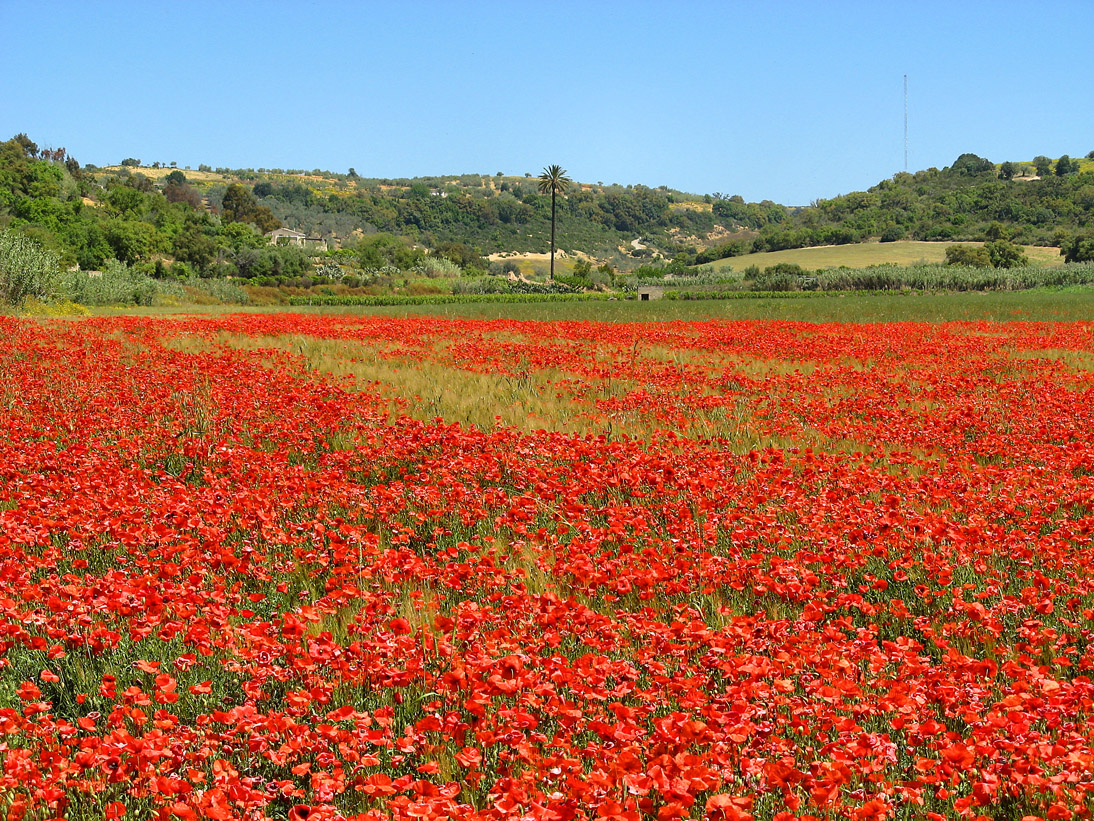 313_Sizilien_2007_05_10-113544_IMG_0316